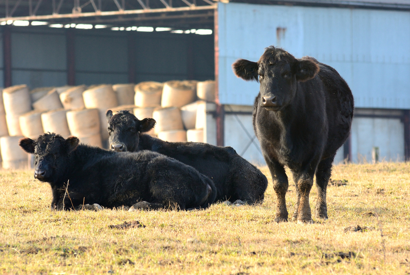 Cattle in farm lot