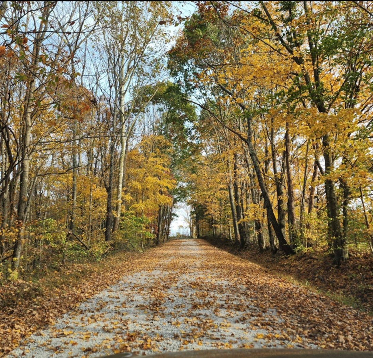 Road with fall trees