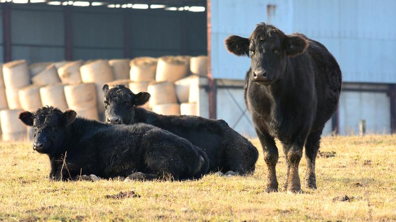 Cattle in farm lot