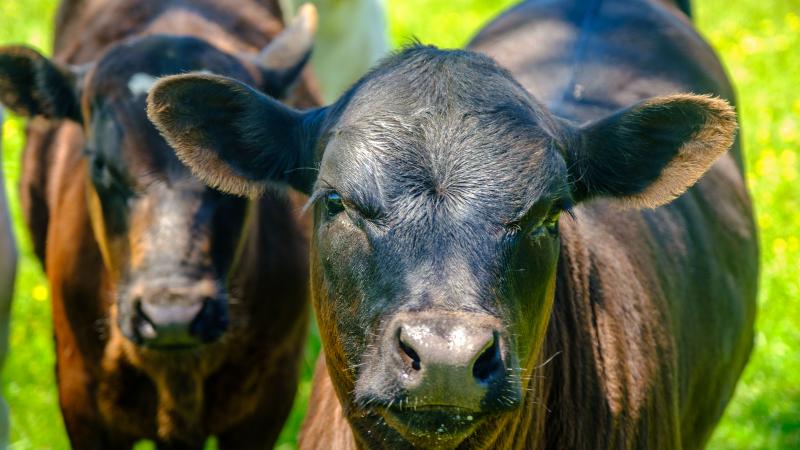 Beef cattle facing viewer