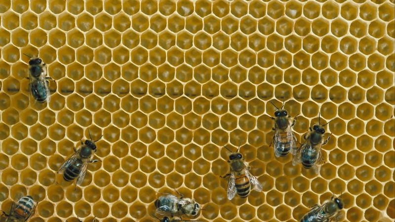 Honey bees on honeycomb