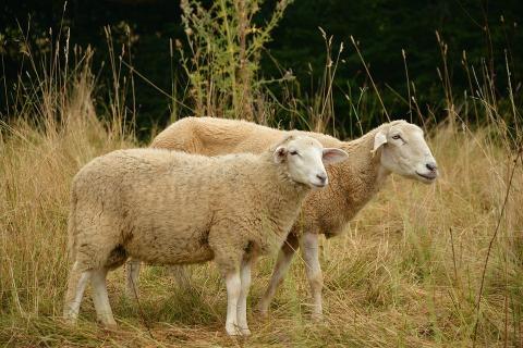 Sheep in field